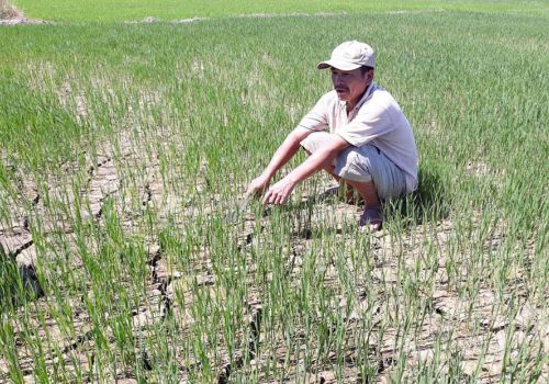 Thừa Thiên Huế: Hạn hán kéo dài, sâu bệnh hại lúa
