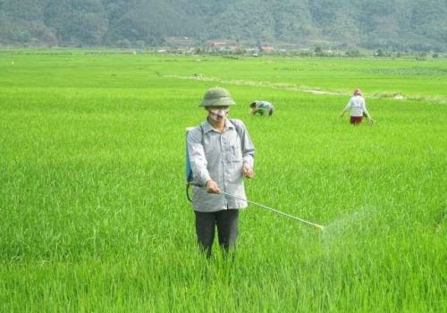 Lai Châu: Chủ động phòng trừ sâu bệnh hại lúa